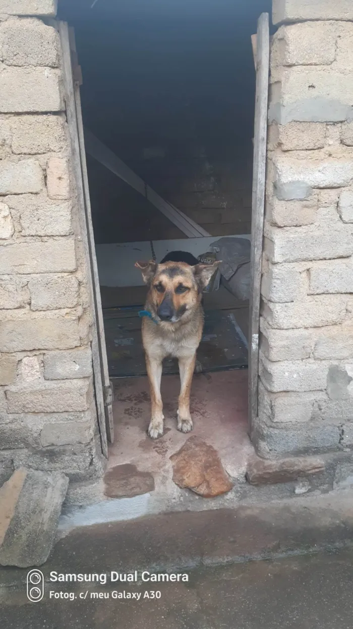 Cachorro ra a Pastor Alemão idade 3 anos nome Barão