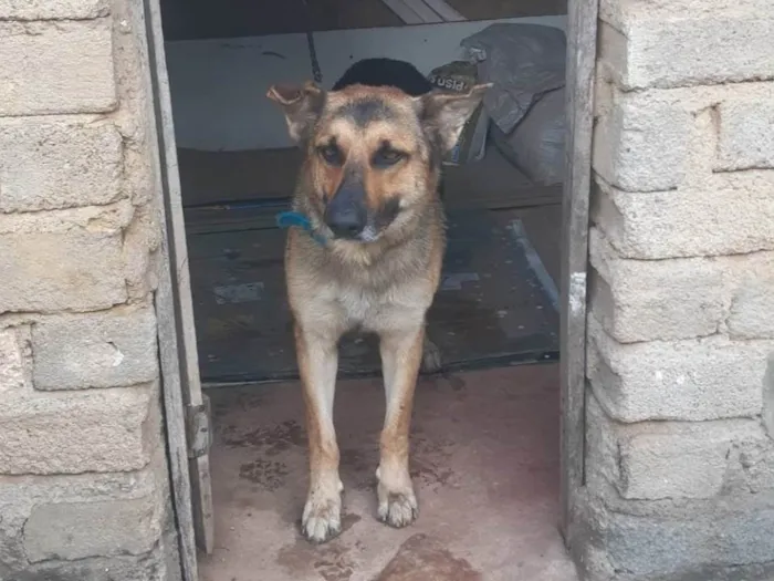 Cachorro ra a Pastor Alemão idade 3 anos nome Barão