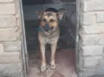 Barão