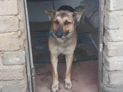 Cachorro raça Pastor Alemão idade 3 anos nome Barão