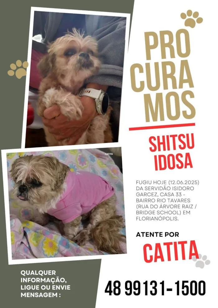 Cachorro ra a Shitzu idade 6 ou mais anos nome Catita
