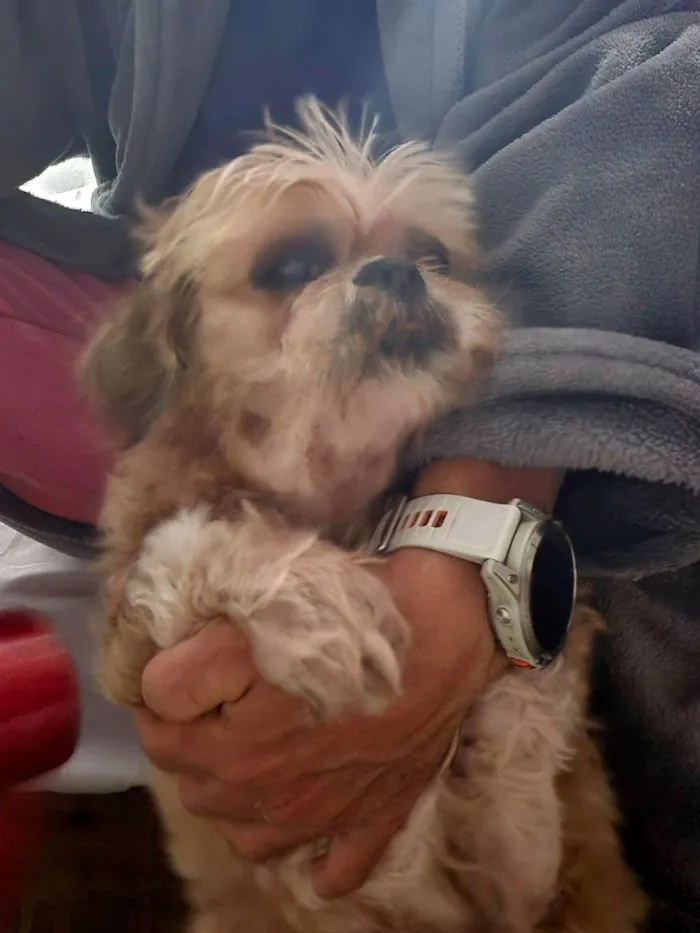 Cachorro ra a Shitzu idade 6 ou mais anos nome Catita