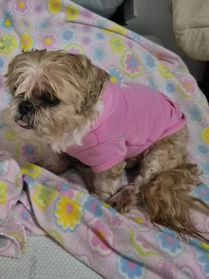 Cachorro ra a Shitzu idade 6 ou mais anos nome Catita