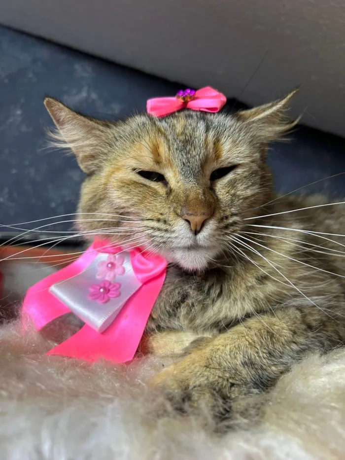 Gato ra a SRD-ViraLata idade 7 a 11 meses nome Sol 