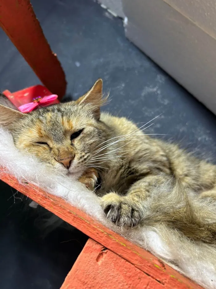 Gato ra a SRD-ViraLata idade 7 a 11 meses nome Sol 
