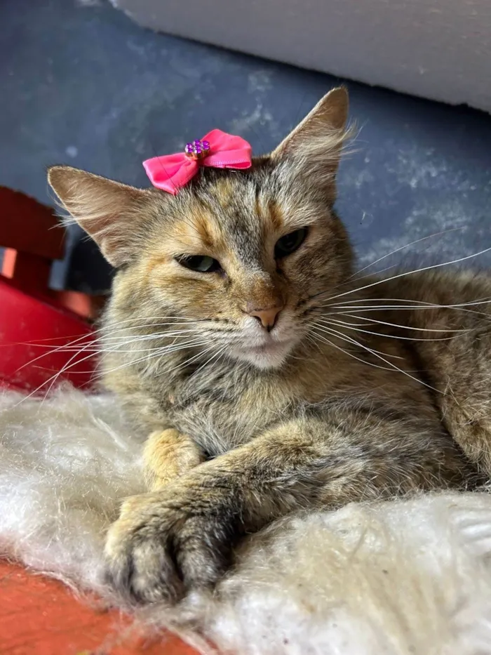 Gato ra a SRD-ViraLata idade 7 a 11 meses nome Sol 