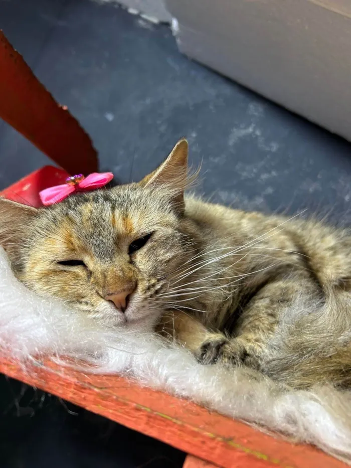 Gato ra a SRD-ViraLata idade 7 a 11 meses nome Sol 