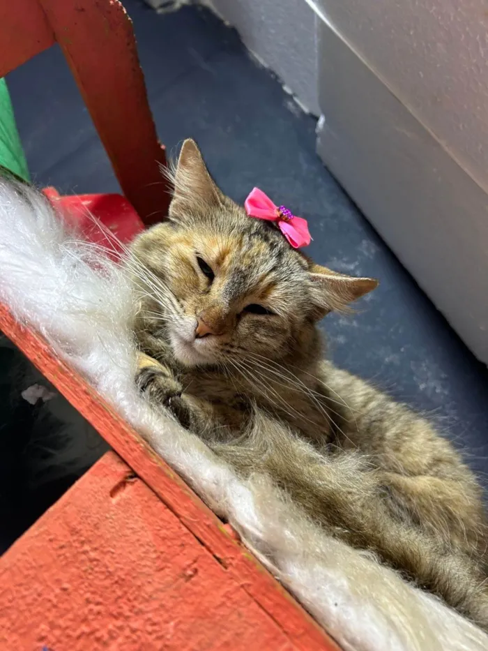 Gato ra a SRD-ViraLata idade 7 a 11 meses nome Sol 