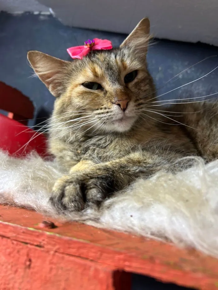 Gato ra a SRD-ViraLata idade 7 a 11 meses nome Sol 