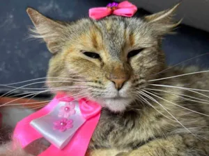 Gato raça SRD-ViraLata idade 7 a 11 meses nome Sol 