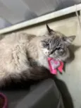 Lua 