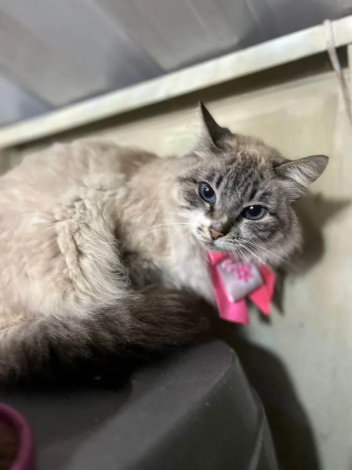 Gato ra a SRD-ViraLata idade 1 ano nome Lua 