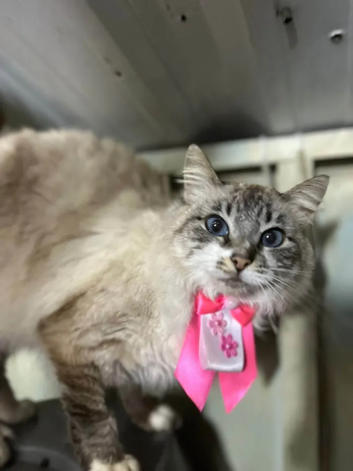 Gato ra a SRD-ViraLata idade 1 ano nome Lua 