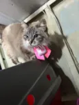 Lua 