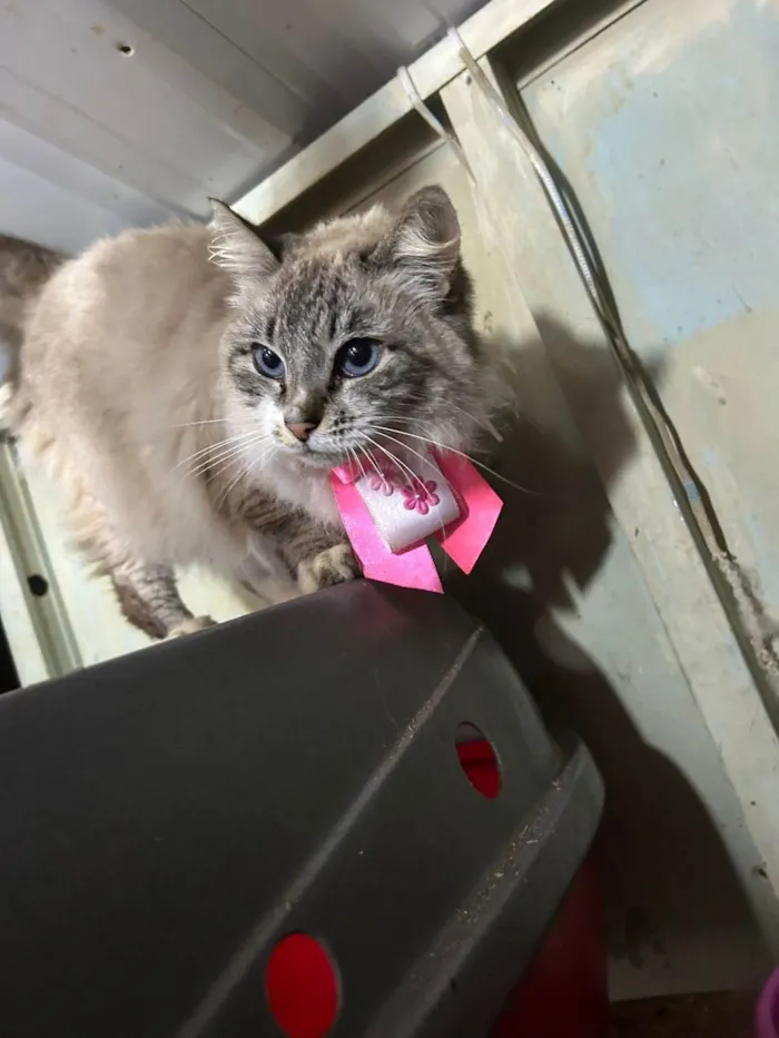 Gato ra a SRD-ViraLata idade 1 ano nome Lua 