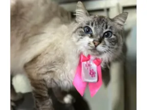 Gato raça SRD-ViraLata idade 1 ano nome Lua 