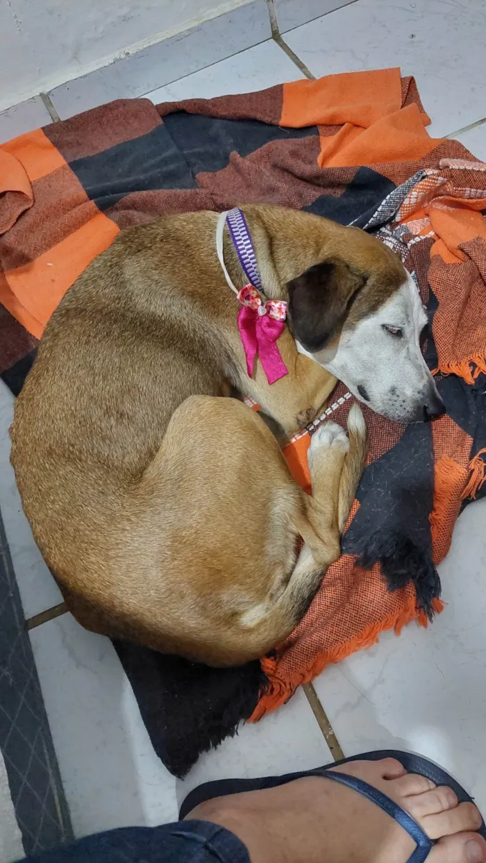 Cachorro ra a SRD-ViraLata idade 6 ou mais anos nome Cara Branca
