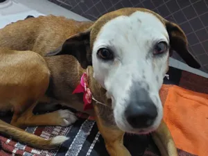 Cachorro raça SRD-ViraLata idade 6 ou mais anos nome Cara Branca