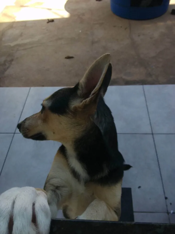 Cachorro ra a SRD-ViraLata idade 1 ano nome SOLANGE