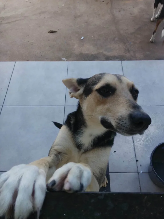 Cachorro ra a SRD-ViraLata idade 1 ano nome SOLANGE