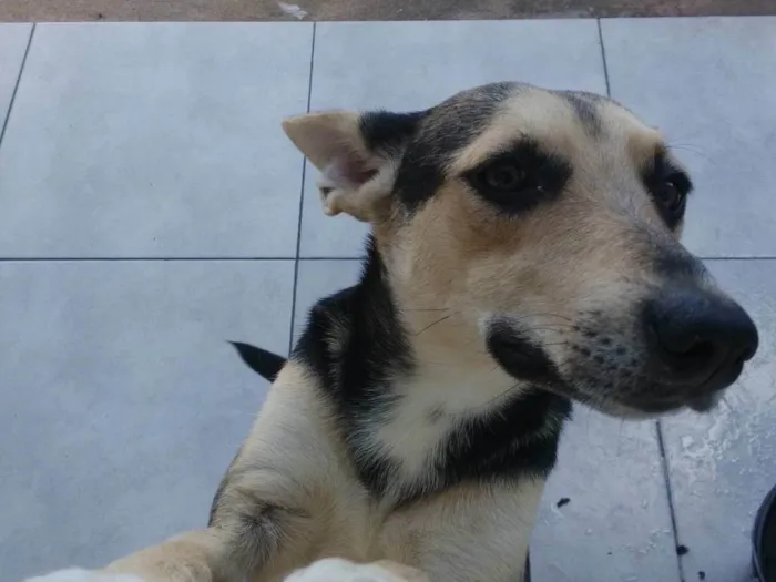 Cachorro ra a SRD-ViraLata idade 1 ano nome SOLANGE