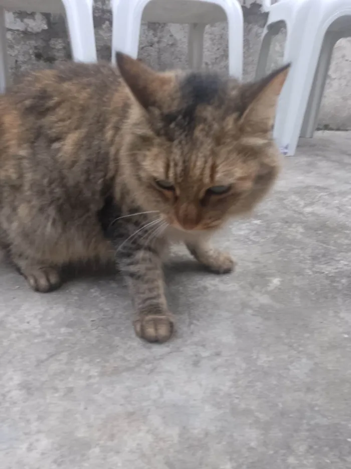 Gato ra a SRD-ViraLata idade 4 anos nome Adoção 
