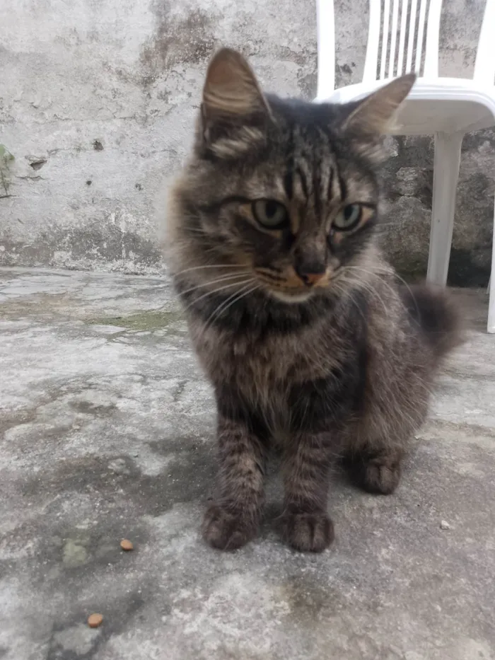 Gato ra a SRD-ViraLata idade 4 anos nome Adoção 
