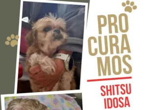 Cachorro raça Shitzu idade 6 ou mais anos nome Catita