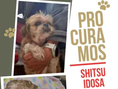 Cachorro raça Shitzu idade 6 ou mais anos nome Catita