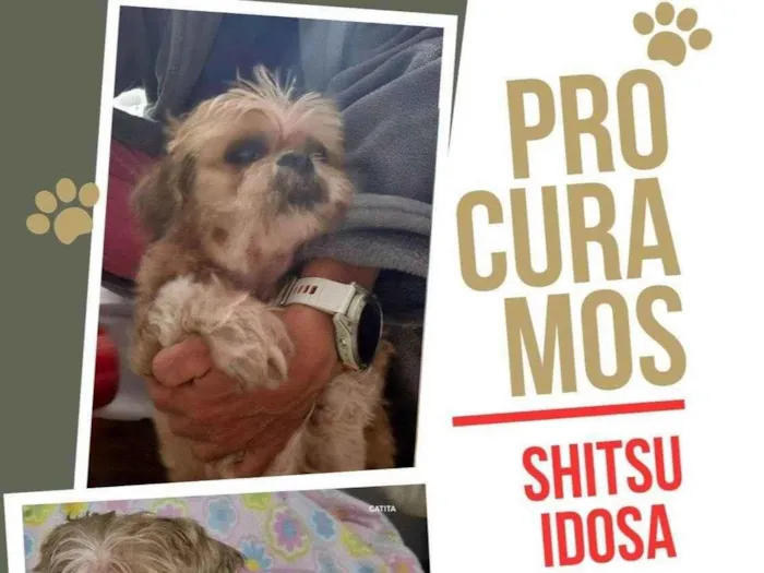 Cachorro ra a Shitzu idade 6 ou mais anos nome Catita