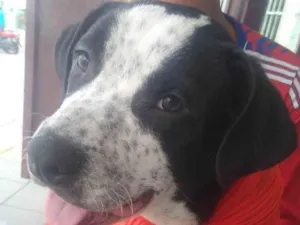 Cachorro raça Pit-Bull idade 7 a 11 meses nome Zeus