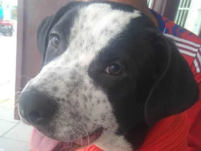 Cachorro ra a Pit-Bull idade 7 a 11 meses nome Zeus