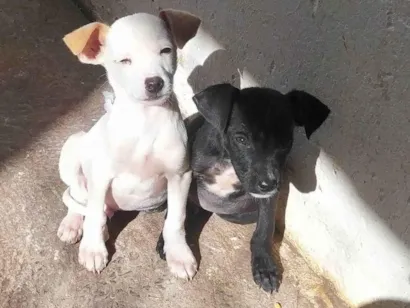 Cachorro raça SRD-ViraLata idade 2 a 6 meses nome Lupe