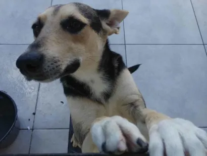 Cachorro raça SRD-ViraLata idade 1 ano nome SOLANGE