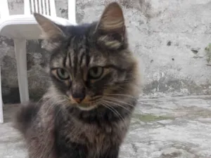 Gato raça SRD-ViraLata idade 4 anos nome Adoção 