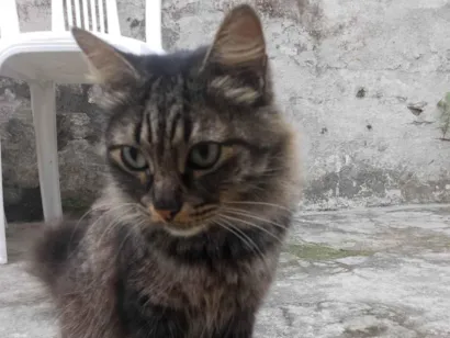 Gato raça SRD-ViraLata idade 4 anos nome Adoção 