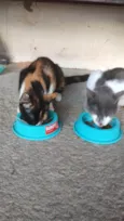 Cacau e Floquinho