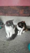 Cacau e Floquinho