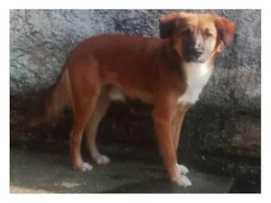 Cachorro raça SRD-ViraLata idade 2 a 6 meses nome Falar com Tania - Whats 11 99921-7009