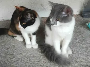 Gato raça Persa idade 2 a 6 meses nome Cacau e Floquinho