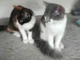 Cacau e Floquinho