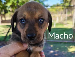 Cachorro raça SRD-ViraLata idade 2 a 6 meses nome Esperança 