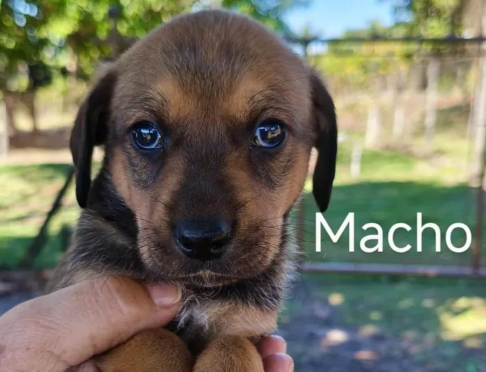Cachorro ra a SRD-ViraLata idade 2 a 6 meses nome Esperança