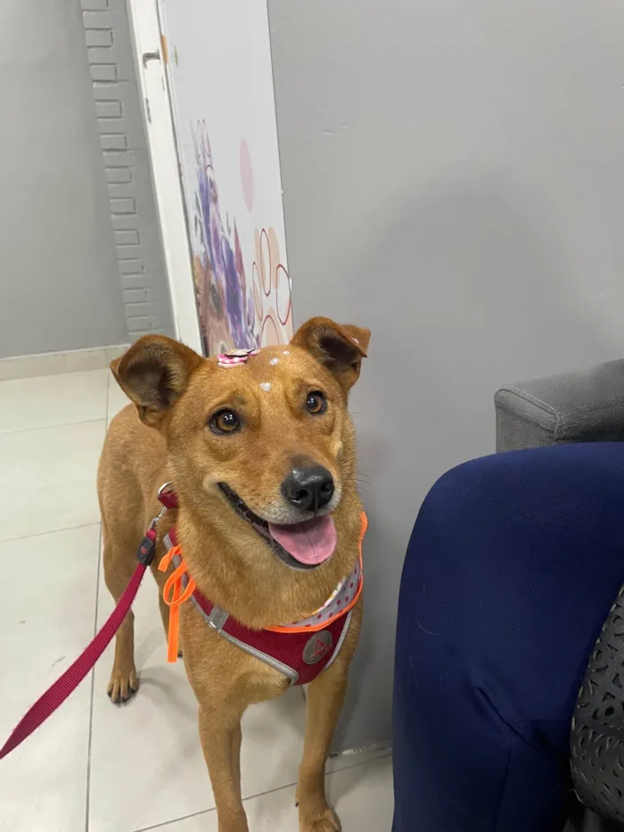 Cachorro ra a SRD-ViraLata idade 2 anos nome Caramela