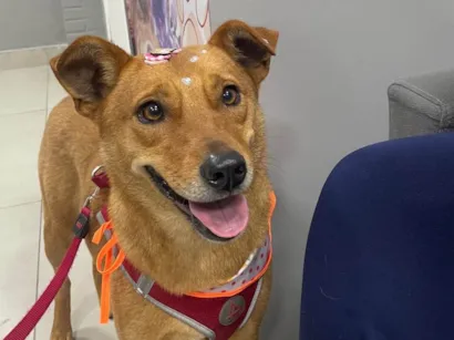 Cachorro raça SRD-ViraLata idade 2 anos nome Caramela