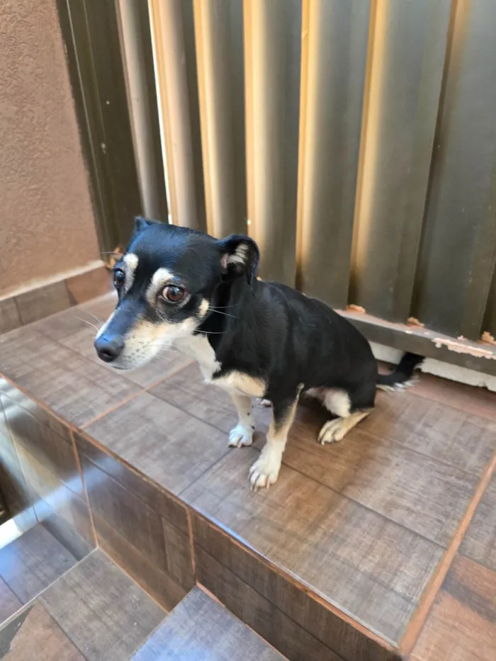 Cachorro ra a SRD-ViraLata idade 1 ano nome Sem nome