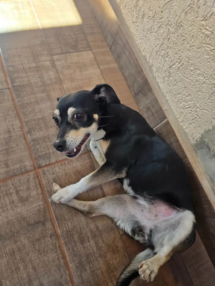 Cachorro ra a SRD-ViraLata idade 1 ano nome Sem nome