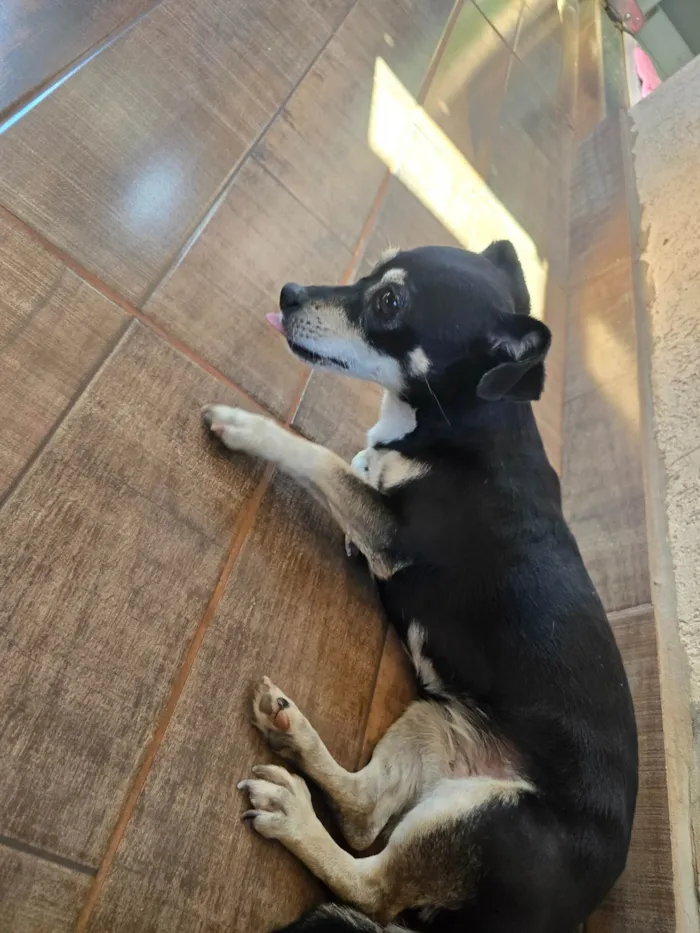 Cachorro ra a SRD-ViraLata idade 1 ano nome Sem nome