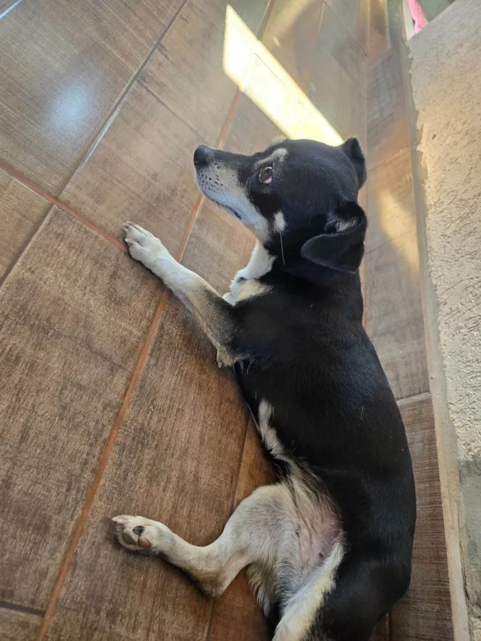Cachorro ra a SRD-ViraLata idade 1 ano nome Sem nome