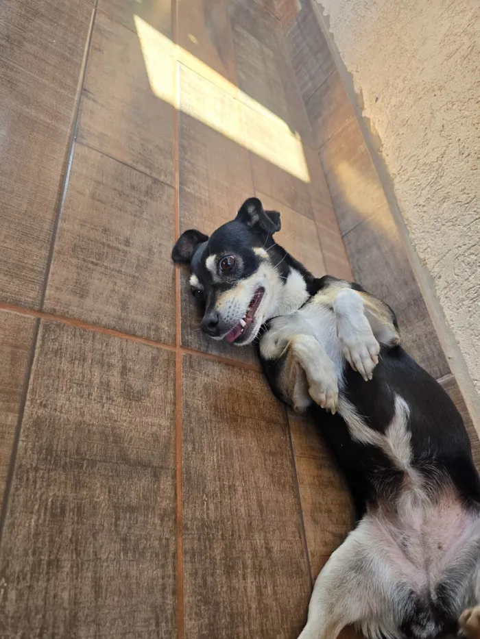 Cachorro ra a SRD-ViraLata idade 1 ano nome Sem nome